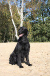 Darcy oktober 2011